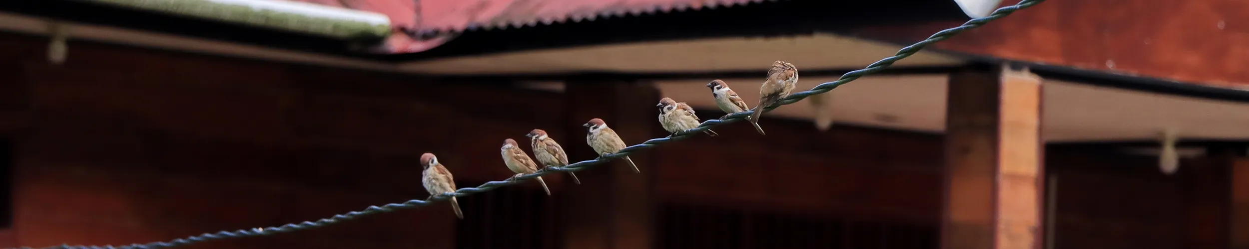 outdoor_cable a row of birds on an outdoor network cable